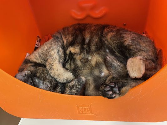 Mew Haven Cat Cafe by null