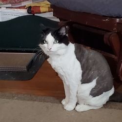 DJ's Grooming