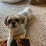 Photo of Pets 1st Grooming Salon