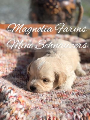 magnolia farms mini schnauzers