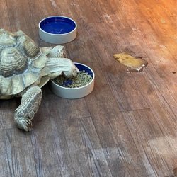 Pets Plus Natural
