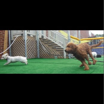 Central Bark Atlanta - Pet Training Near Me - Atlanta, Georgia