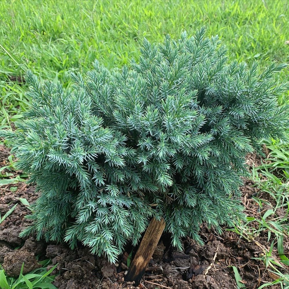 RASKA NURSERY - Updated January 2026 - 824 S Main St, Broken Arrow ...