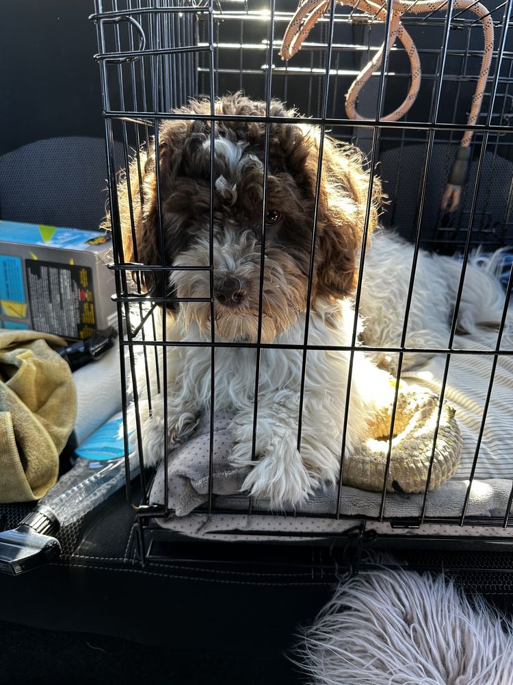 A Yellow Rose Pet Resort - pet boarding facility in Azle, TX