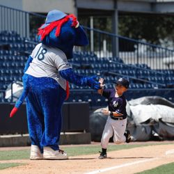 Tampa Tarpons - Tampa Tarpons