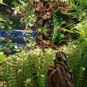 Kona Reef - More gorgeous freshwater display tank. - Local Fish Stores Near Me - Phoenix, Arizona