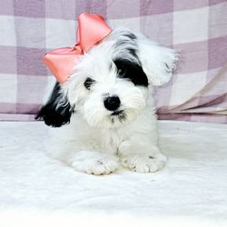 Malti Poo Pup