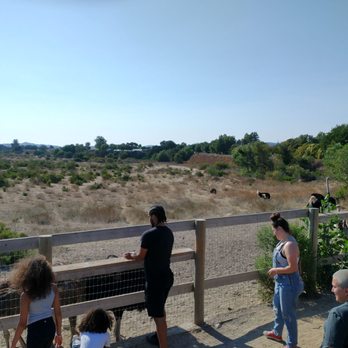 Ostrichland USA - Ostriches - Attraction Farms Near Me - Solvang, California