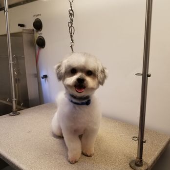 Pretty Pets by Jessica - Pet Groomers Near Me - Northbrook, Illinois Pretty Pets by Jessica - Pet Groomers Near Me - Northbrook, Illinois
