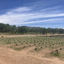 Purple Adobe Lavender Farm - Lavender after harvest