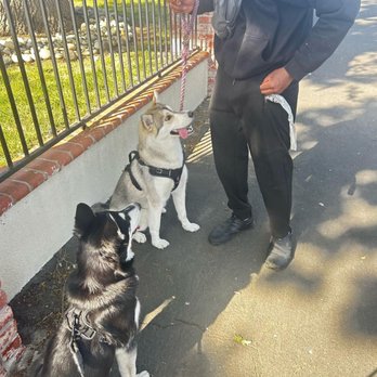 Paws & Dawgs - Look! I can sit and wait like a good boy - Dog Walkers Near Me