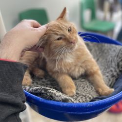 The Cat House on the Kings - Cat at the Cat House on the Kings adoption center.