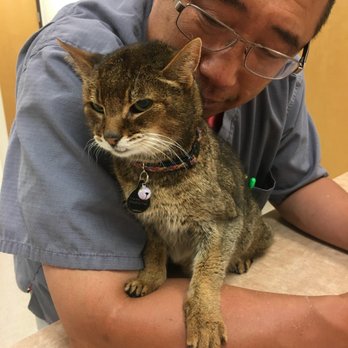 North Plains Veterinary Clinic - We provide geriatric care that is focused on the comfort and happiness of your pet. - Veterinarians Near Me - North Plains, Oregon North Plains Veterinary Clinic - We provide geriatric care that is focused on the comfort and happiness of your pet. - Veterinarians Near Me - North Plains, Oregon