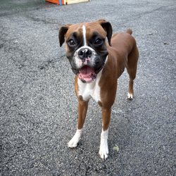 The Dog Spot Training & Enrichment Center