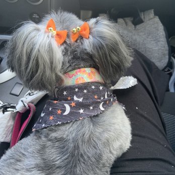 Modern Pet Salon - Ballantyne - Coco sporting her Halloween scarf and bows!! - Pet Groomers Near Me - Charlotte, North Carolina Modern Pet Salon - Ballantyne - Coco sporting her Halloween scarf and bows!! - Pet Groomers Near Me - Charlotte, North Carolina
