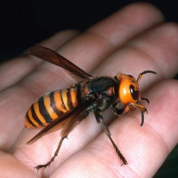 Reasonable Pest Services - European hornet - Pest Control Near Me Reasonable Pest Services - European hornet - Pest Control Near Me