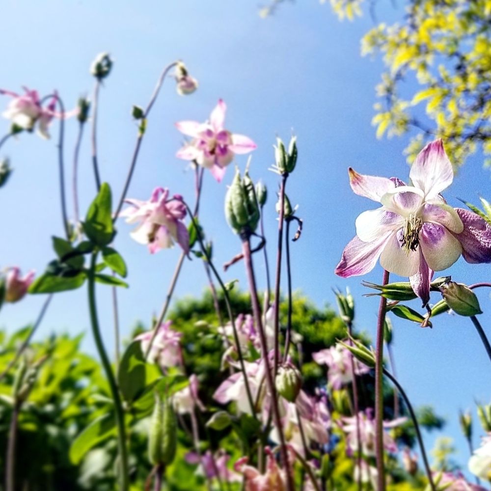 Rosetta McClain Gardens - Parks Near Me - Toronto, Ontario