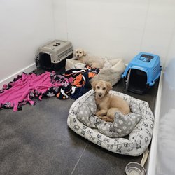 K9 Comfort