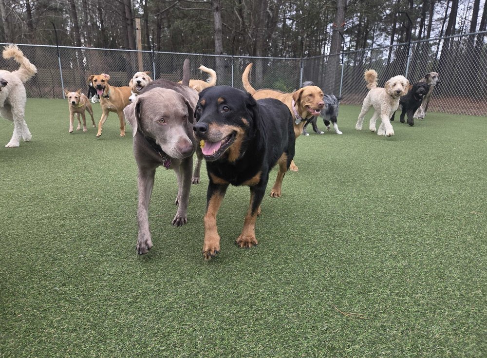 Luvinn Pups Country Club Image