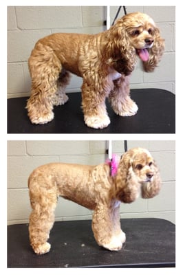 CLASSY CRITTERS - Updated February 2026 - 14 Photos & 15 Reviews - 1184