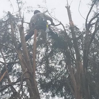 Mannings Tree Service - Cleaning up damage from ice - Tree Services Near Me Mannings Tree Service - Cleaning up damage from ice - Tree Services Near Me