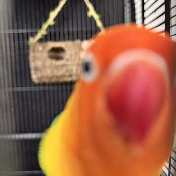 Hector's Pet Store - Reptile Shops Near Me - Orlando, Florida