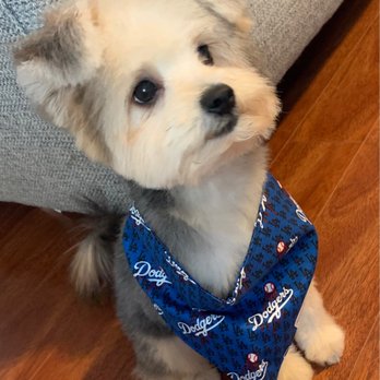 Paw Salon and Spa - Ozo after - Pet Groomers Near Me Paw Salon and Spa - Ozo after - Pet Groomers Near Me