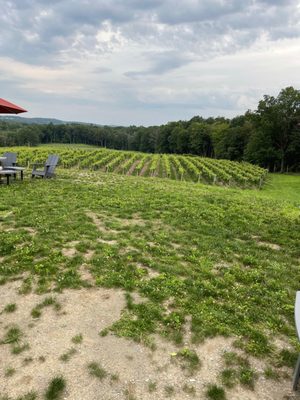 Milea Estate Vineyard by null