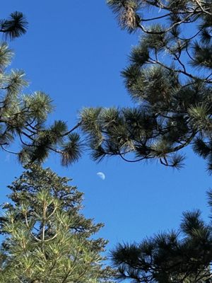 General Sherman Tree by null
