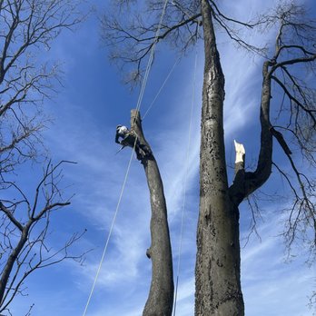 Sky Tree Service - Removal being done - Tree Services Near Me Sky Tree Service - Removal being done - Tree Services Near Me