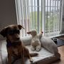 The Crossings Animal Society