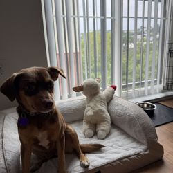 The Crossings Animal Society