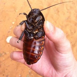 Bunch Pest Control