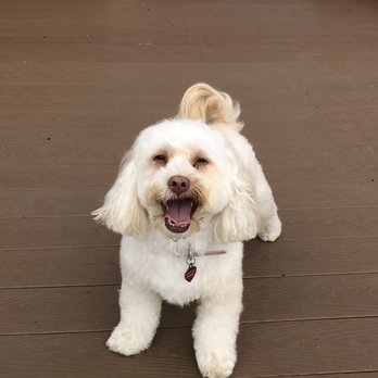 Groomingdales - Pet Groomers Near Me - Hawthorne, California