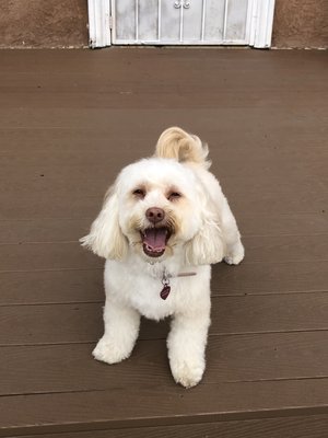 phone number for groomingdales