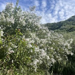 California lilac