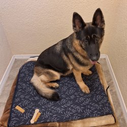 Tradewinds Pet Suites