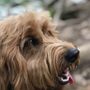 Photo of Dirty Dog