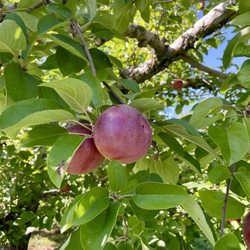 Banker Orchards