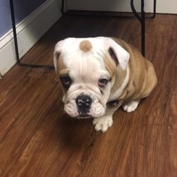 Oliver's first puppy visit!