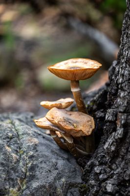 Santa Barbara Museum of Natural History by null
