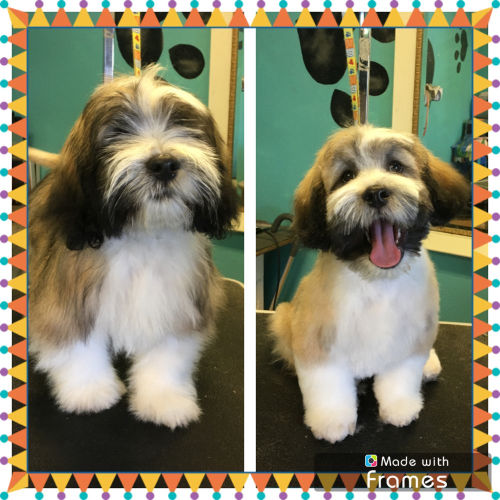 ALLEGRO’S PET SPA Updated July 2024 22 Photos & 20 Reviews 371 W F St, Oakdale, California