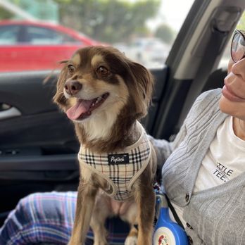 Pets R Us - Pet Sitting Near Me - Glendale, California