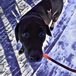 Mello Mutts - Labs: the original "good boys."