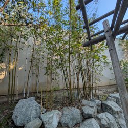 Bamboo trees