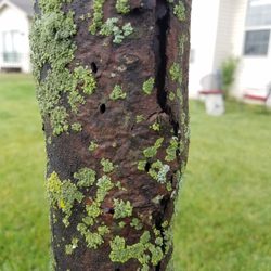 My Backyard - Borers in our maple tree diagnosed by Bob the tree doctor.