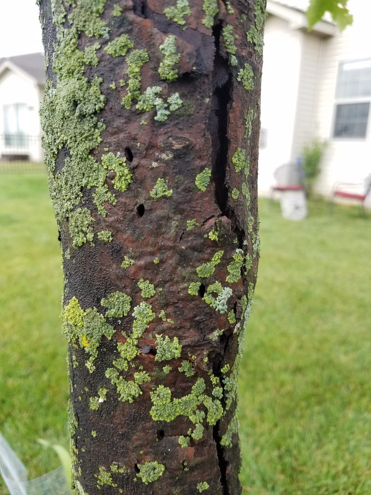 My Backyard - tree service in Dunlap, IL