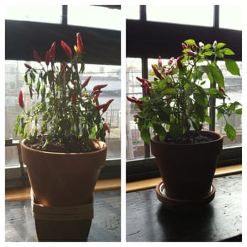 Frey Florist - Before and After: in 24 hours the advice Frey Florist gave me helped me save my chili pepper plant - Nurseries & Gardening Near Me - Providence, Rhode Island