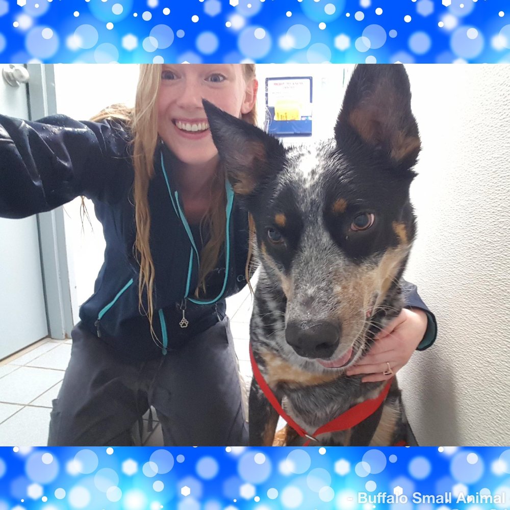 BUFFALO SMALL ANIMAL HOSPITAL 22 Photos & 31 Reviews 243 S Elmwood