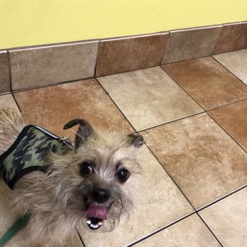 PetSmart - Pet Training Near Me - Boca Raton, Florida PetSmart - Pet Training Near Me - Boca Raton, Florida